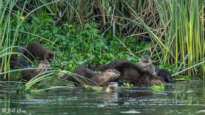 River Otter  104