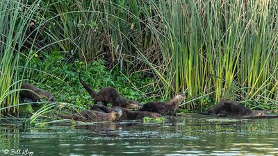 River Otter  105
