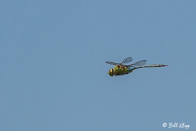 Dragonfly  13