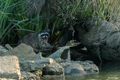 Raccoon 32