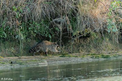 Raccoon 33