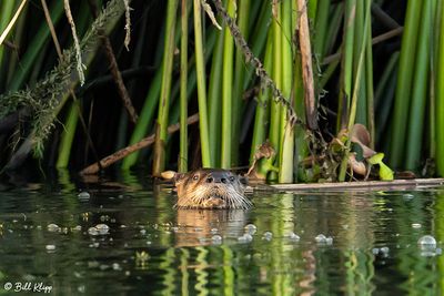 River Otter  108