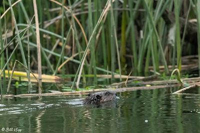 Beaver 77
