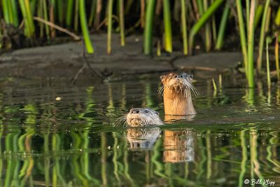 River Otter  112