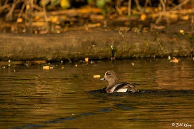 Wood Ducks  15