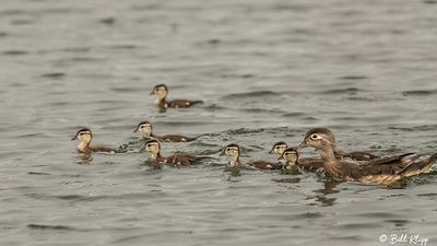 Wood Ducks  17