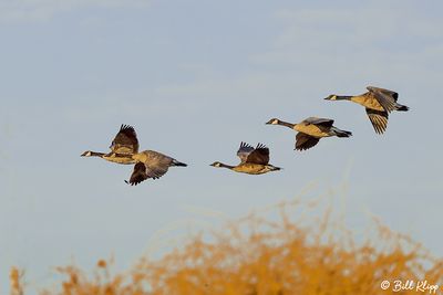 Canada Geese  61