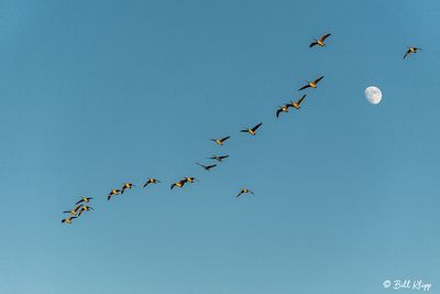 Canada Geese  63