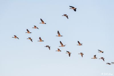 Canada Geese  68