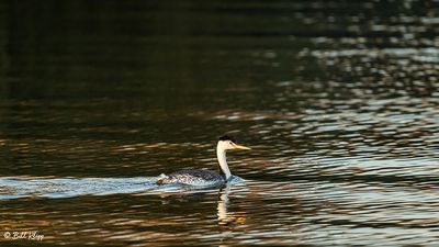 Clark's Grebe  7