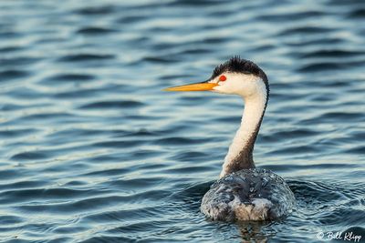 Clark's Grebe  9