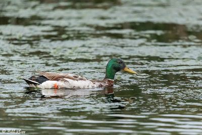 Mallard Ducks  55