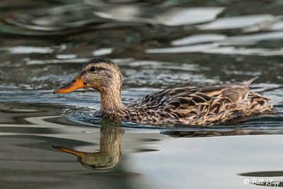 Mallard Ducks  57