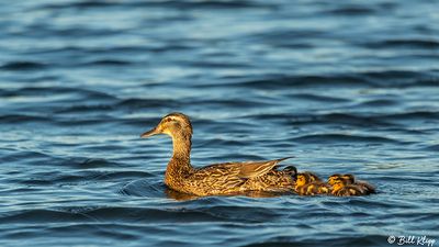 Mallard Ducks  61