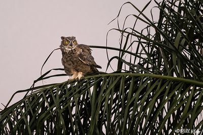 Great Horned Owl  26