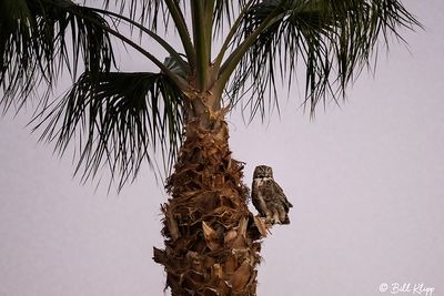 Great Horned Owl  27
