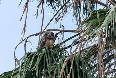 Great Horned Owl  31