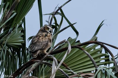 Great Horned Owl  33