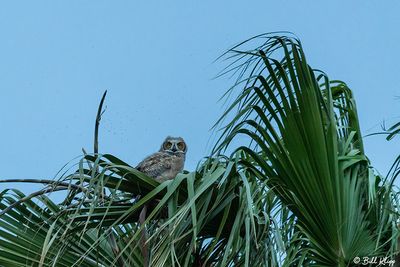 Great Horned Owl  34