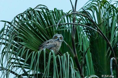 Great Horned Owl  36
