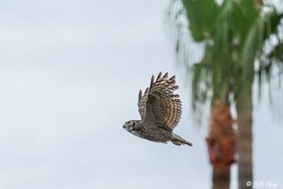 Great Horned Owl  39