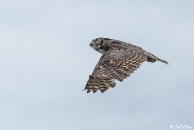 Great Horned Owl  40