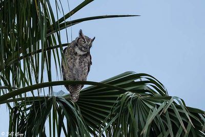 Great Horned Owl  41