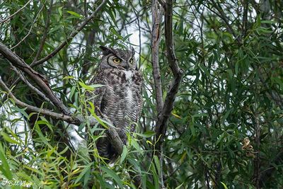 Great Horned Owl  44