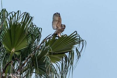 Great Horned Owl  52