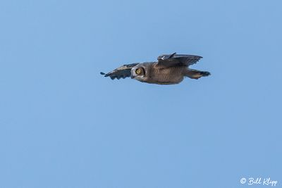 Great Horned Owl  53