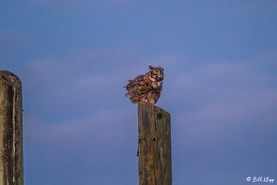 Great Horned Owl  54