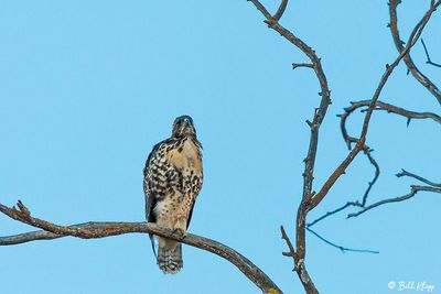 Red-tailed Hawk (juvenile)  3