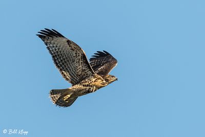 Red-tailed Hawk  5