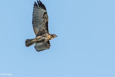 Red-tailed Hawk   6