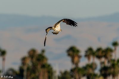 Osprey  2