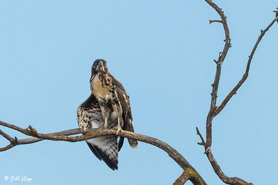 Red-tailed Hawk   8