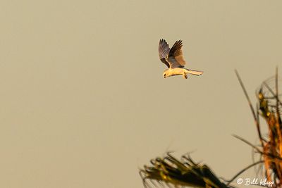 White Tailed Kite  8