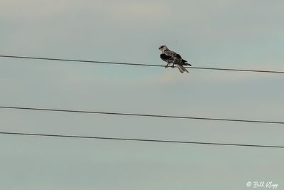 White Tailed Kite  9