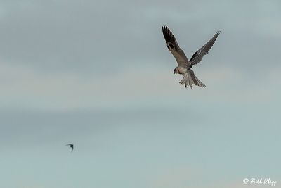White Tailed Kite  11