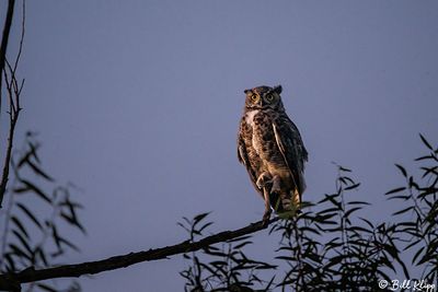 Great Horned Owl  56