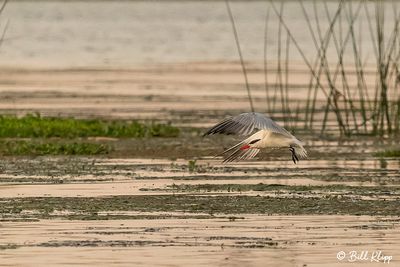 Caspian Tern  15