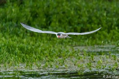 Caspian Tern  18