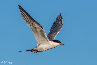Common Tern  10