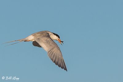 Common Tern  11