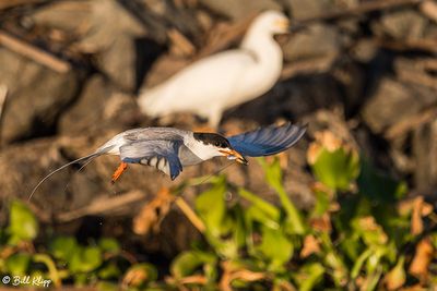 Common Tern  12