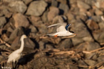 Common Tern  14