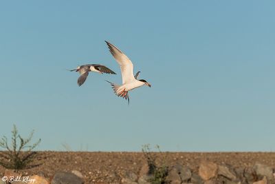 Common Tern  15