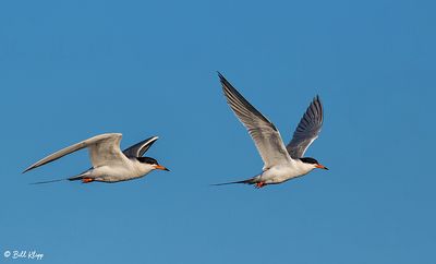 Common Tern  18