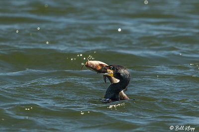 Cormorant with Catfish  16