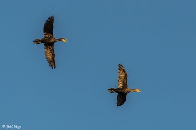 Cormorant  17